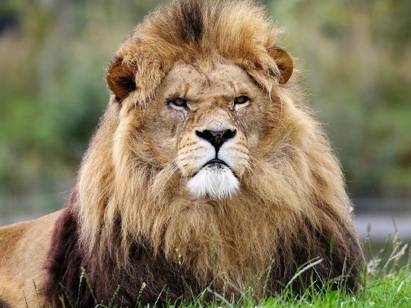 Гордые львы